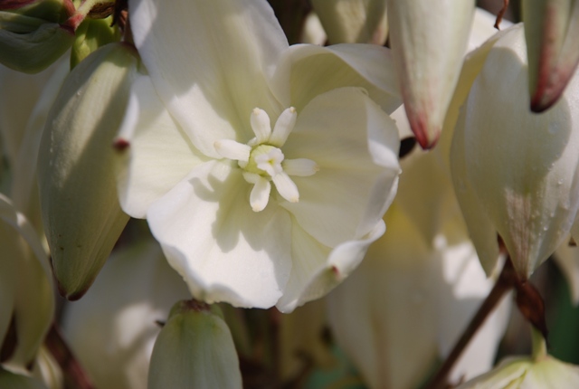 Yucca gloriosa